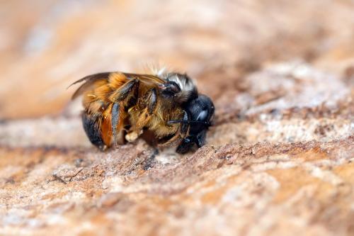 Réf. 355 304 : Osmia bicornis